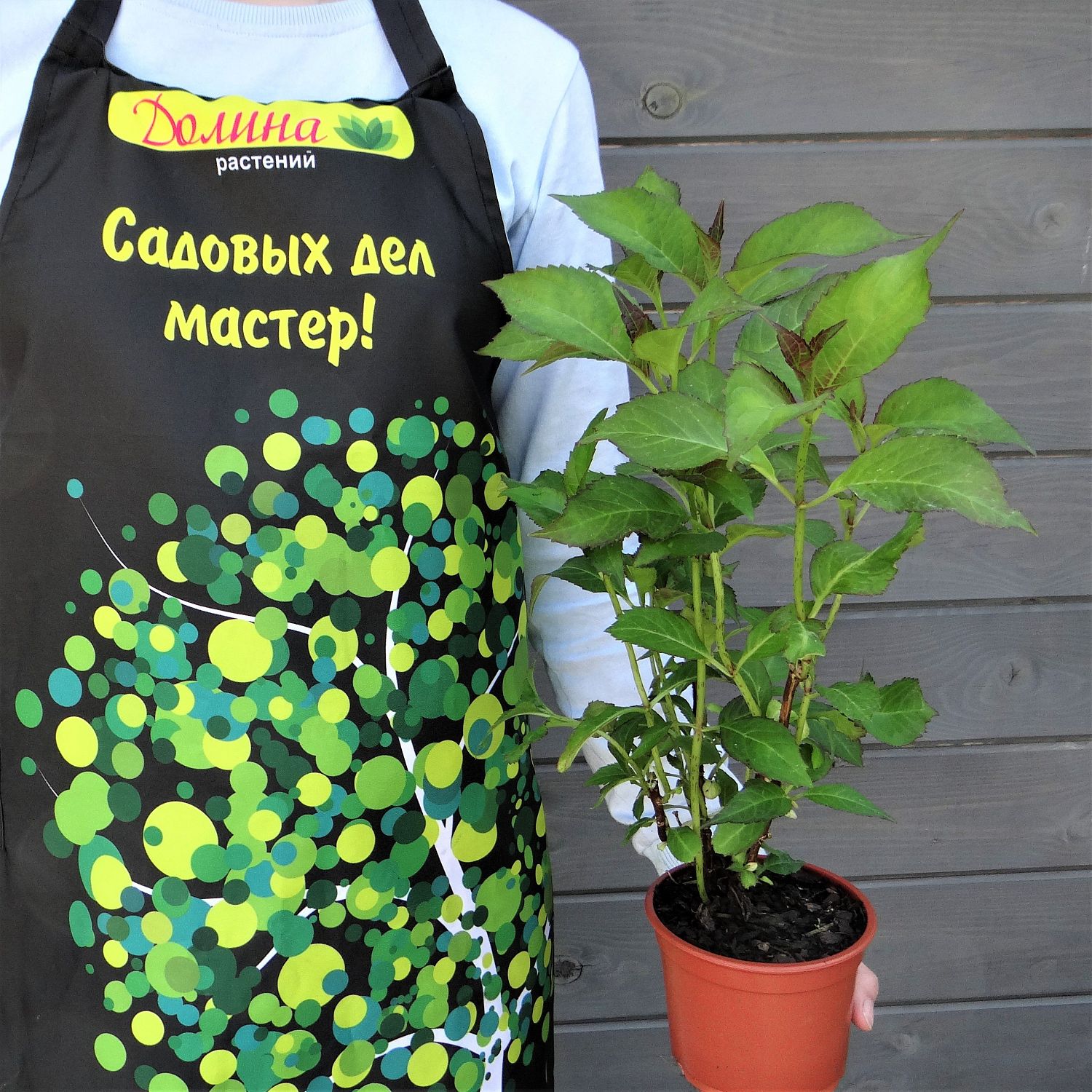 Гортензия крупнолистная Сабрина Гортензия крупнолистная Сабрина фото