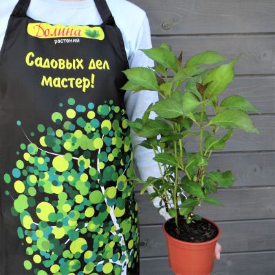 Гортензия крупнолистная Сабрина Гортензия крупнолистная Сабрина фото