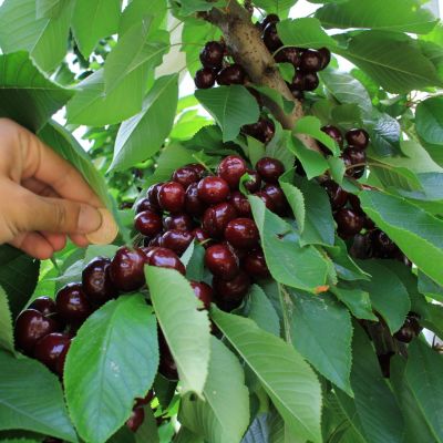 Черешня колоновидная Сильвия Черешня колоновидная Сильвия - Dolina-Sad.Ru