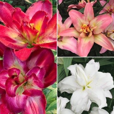 Набор махровых лилий Дабл Набор махровых лилий Дабл - Dolina-Sad.Ru