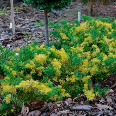 Можжевельник прибрежный Голден Вингс Можжевельник прибрежный Голден Вингс - Dolina-Sad.Ru