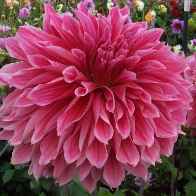 Георгина Эмори Пол (Гиганты) Георгина Эмори Пол (Гиганты) фото