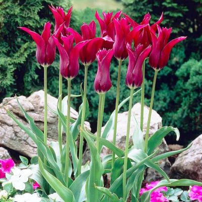 Тюльпан Бургунди Тюльпан Бургунди фото