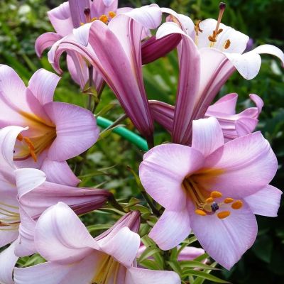 Лилия Перфекшн Пинк Лилия Перфекшн Пинк фото