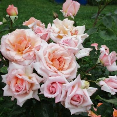 Роза Компасион Роза Компасион - Dolina-Sad.Ru