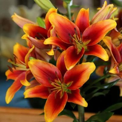 Лилия Авалон сансет Лилия Авалон сансет фото