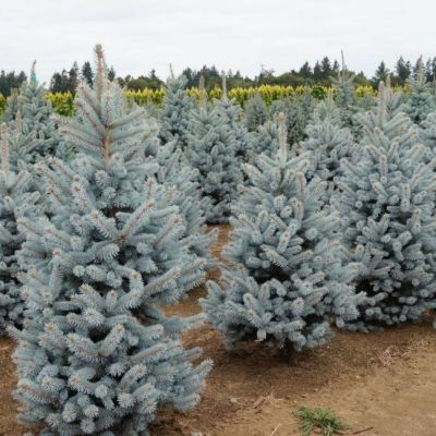 Ель колючая Блю Маутин Ель колючая Блю Маутин фото