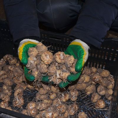 Калла Каптейн Лидо Калла Каптейн Лидо - Dolina-Sad.Ru