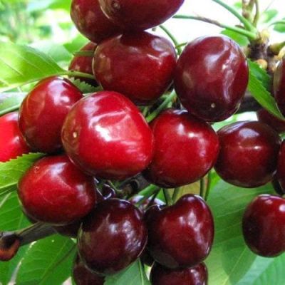 Черешня Сюбаровская Черешня Сюбаровская фото