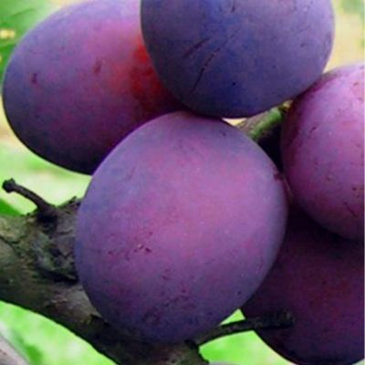 Слива Пердригон Слива Пердригон - Dolina-Sad.Ru