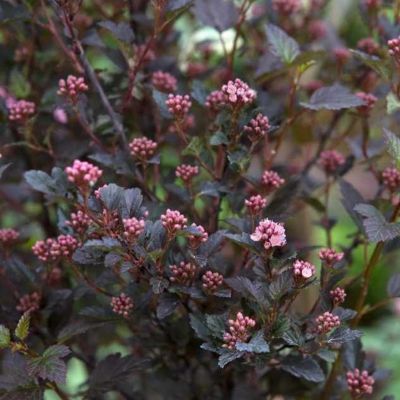 Пузыреплодник калинолистный Спайси Девил Пузыреплодник калинолистный Спайси Девил - Dolina-Sad.Ru