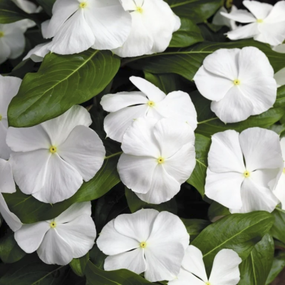 Катарантус Пацифика Вайт - Dolina-Sad.Ru