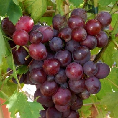 Виноград Кардинал - Dolina-Sad.Ru
