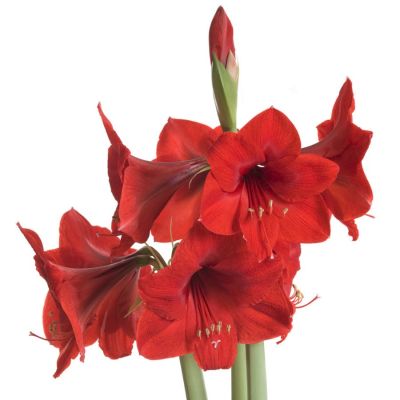 Амариллис Олаф Амариллис Олаф - Dolina-Sad.Ru