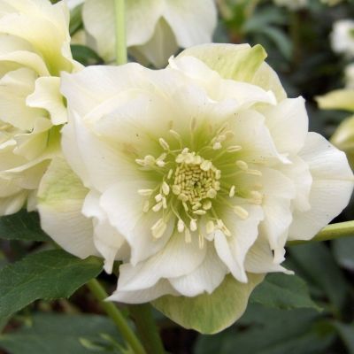 Морозник Дубль Хубридс Вайт Промис - Dolina-Sad.Ru