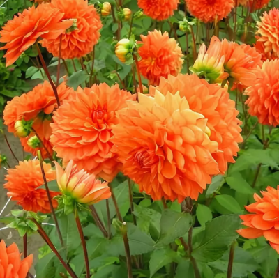 Георгина Арико Георгина Арико фото