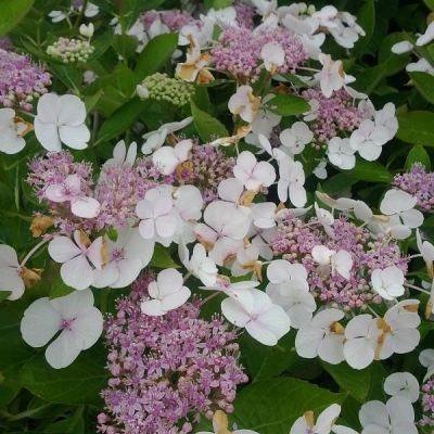 Гортензия крупнолистная Либелла Гортензия крупнолистная Либелла фото