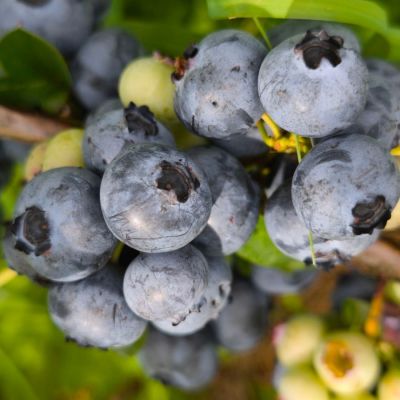 Голубика Чандлер Голубика Чандлер - Dolina-Sad.Ru