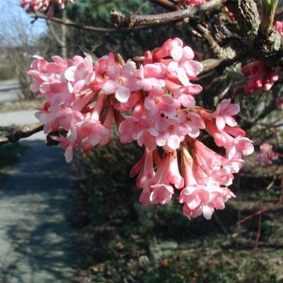 Калина фаррера Калина фаррера - Dolina-Sad.Ru