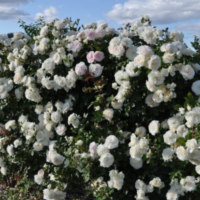 Роза Аляска Роза Аляска - Dolina-Sad.Ru