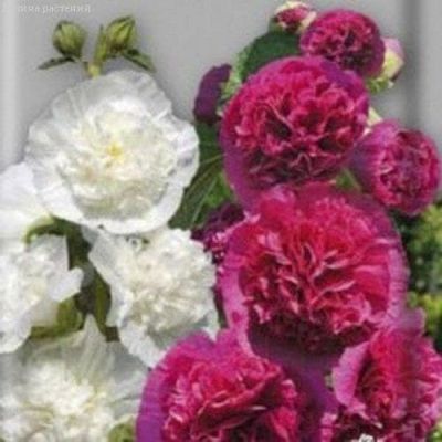 Шток-Роза Принцесса Диана Шток-Роза Принцесса Диана фото