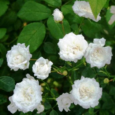 Роза Шнеефлоке Роза Шнеефлоке фото