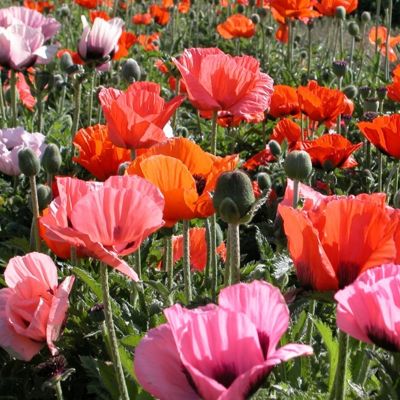 Мак восточный Пиззакато Мак восточный Пиззакато - Dolina-Sad.Ru