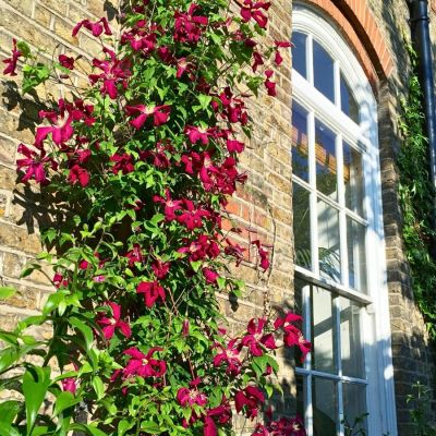 Клематис Мадам Джулия Корревон Клематис Мадам Джулия Корревон - Dolina-Sad.Ru