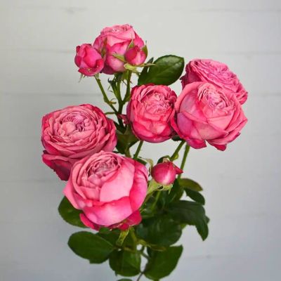 Роза Артезия Роза Артезия - Dolina-Sad.Ru