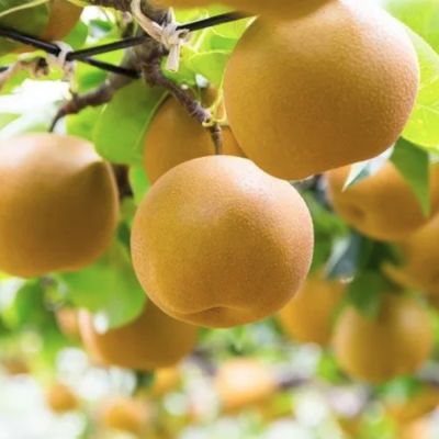 Груша Никкори Груша Никкори - Dolina-Sad.Ru