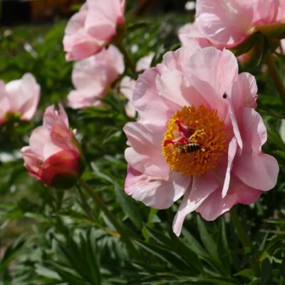 Пион Ноузгей Пион Ноузгей фото