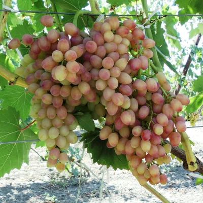 Виноград Лаура Виноград Лаура фото