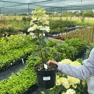 Гортензия метельчатая Петит Лантерн, С3 Гортензия метельчатая Петит Лантерн, С3 - Dolina-Sad.Ru