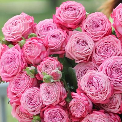 Роза Артезия Роза Артезия - Dolina-Sad.Ru