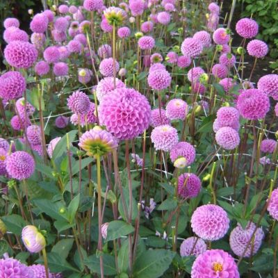 Георгина Франц Кафка Георгина Франц Кафка - Dolina-Sad.Ru