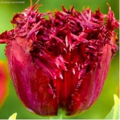 Тюльпан Лабрадор Тюльпан Лабрадор фото