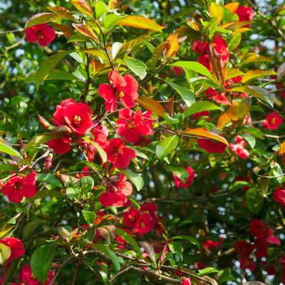 Айва японская, С3 - Dolina-Sad.Ru