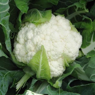 Капуста цветная Авизо F1(Clause Франция) Капуста цветная Авизо F1(Clause Франция) фото