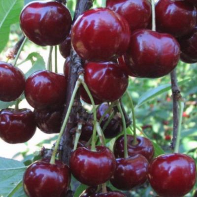 Вишня Фесанна Вишня Фесанна - Dolina-Sad.Ru