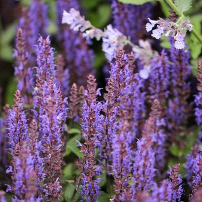 Шалфей Сенсейшн Компакт Виолет Шалфей Сенсейшн Компакт Виолет - Dolina-Sad.Ru