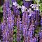 Шалфей Сенсейшн Компакт Виолет Шалфей Сенсейшн Компакт Виолет - Dolina-Sad.Ru