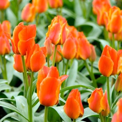 Тюльпан Компостелла Тюльпан Компостелла - Dolina-Sad.Ru