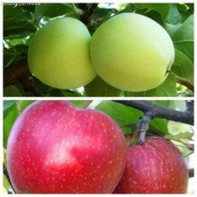 Комплект Яблонь( Белый Налив+ Джонаголд) Комплект Яблонь( Белый Налив+ Джонаголд) фото