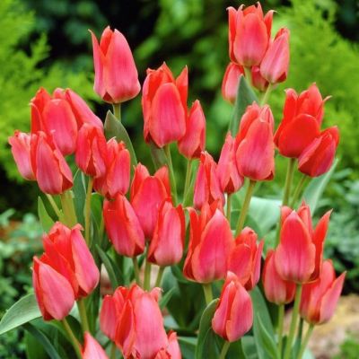 Тюльпан Торонто Тюльпан Торонто фото