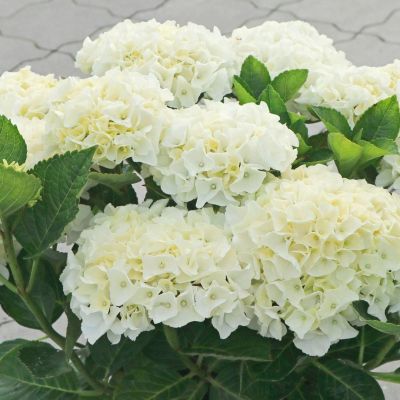 Гортензия крупнолистная Брайт Вайт - Dolina-Sad.Ru