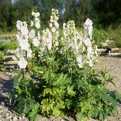 Дельфиниум "Мэджик Фаунтейн Уайт " Дельфиниум "Мэджик Фаунтейн Уайт " фото