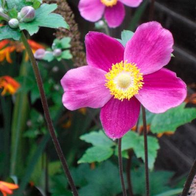 Анемона гибридная Боулс Пинк - Dolina-Sad.Ru