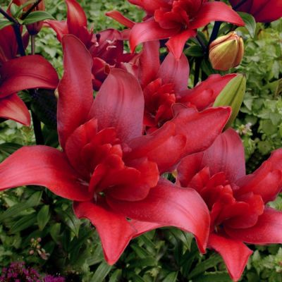 Лилия Болд Игл Лилия Болд Игл - Dolina-Sad.Ru