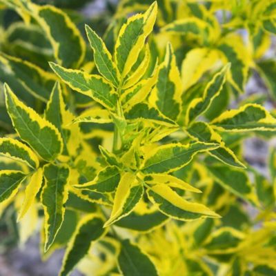 Бузина черная Мадонна Бузина черная Мадонна - Dolina-Sad.Ru