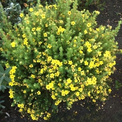 Лапчатка кустарниковая Белла Линдси. С3 Лапчатка кустарниковая Белла Линдси. С3 - Dolina-Sad.Ru